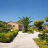 Vialetto con palme e giardino curato.